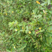 Sida rhombifolia L.