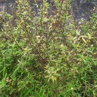 Sida rhombifolia L.