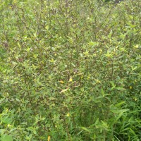 Sida rhombifolia L.