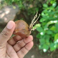 Xylocarpus rumphii (Kostel.) Mabb.