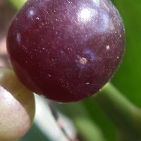 Salvadora persica L.