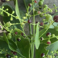 Salvadora persica L.