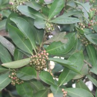 Ardisia elliptica Thunb.