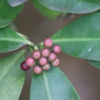 Ardisia elliptica Thunb.