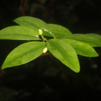 Coffea travancorensis Wight & Arn.