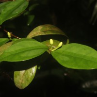 Coffea travancorensis Wight & Arn.