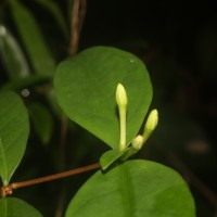 Coffea travancorensis Wight & Arn.