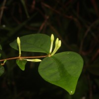 Coffea travancorensis Wight & Arn.
