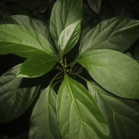 Mappia nimmoniana (J.Graham) Byng & Stull
