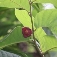 Uvaria littoralis (Blume) Blume
