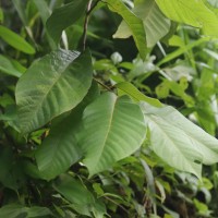 Uvaria littoralis (Blume) Blume