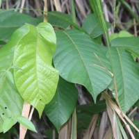 Uvaria littoralis (Blume) Blume