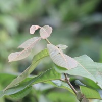 Uvaria littoralis (Blume) Blume