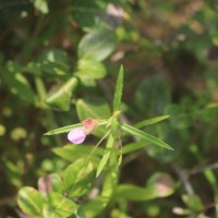 Impatiens oppositifolia L.