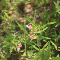 Impatiens oppositifolia L.