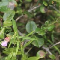 Impatiens oppositifolia L.
