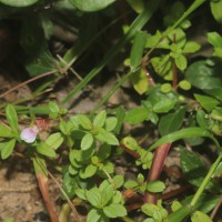 Impatiens oppositifolia L.