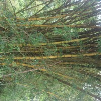 Bambusa vulgaris Schrad. ex J.C.Wendl.