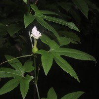 Trichosanthes bracteata (Lam.) Voigt