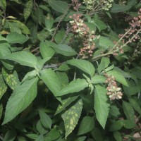 Ocimum gratissimum L.