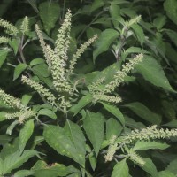 Ocimum gratissimum L.