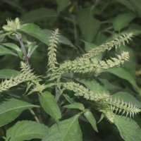 Ocimum gratissimum L.