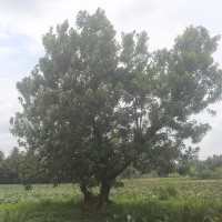 Erythrina fusca Lour.