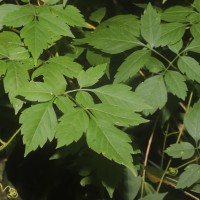 Cardiospermum grandiflorum Sw.