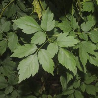 Cardiospermum grandiflorum Sw.