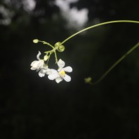 Cardiospermum grandiflorum Sw.