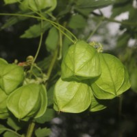 Cardiospermum grandiflorum Sw.