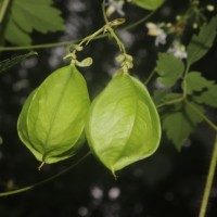 Cardiospermum grandiflorum Sw.