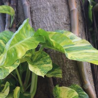 Epipremnum aureum (Linden & André) G.S.Bunting