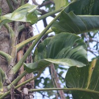 Epipremnum aureum (Linden & André) G.S.Bunting