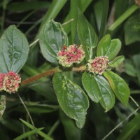 Euphorbia hirta L.