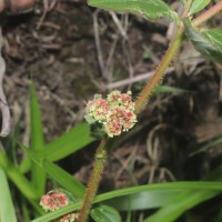 Euphorbia hirta L.