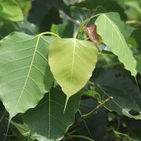 Ficus religiosa L.