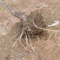 Amorphophallus paeoniifolius (Dennst.) Nicolson