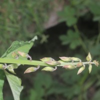 Crotalaria verrucosa L.