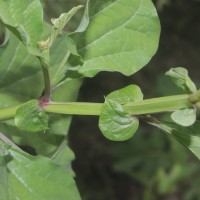 Crotalaria verrucosa L.