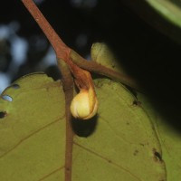 Eugenia haeckeliana Trimen