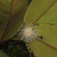 Eugenia haeckeliana Trimen