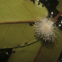 Eugenia haeckeliana Trimen