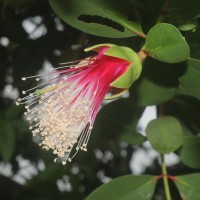 Sonneratia caseolaris (L.) Engl.