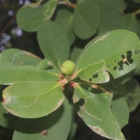 Sonneratia caseolaris (L.) Engl.