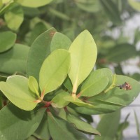 Sonneratia caseolaris (L.) Engl.