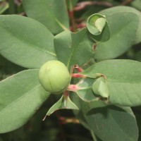 Sonneratia caseolaris (L.) Engl.