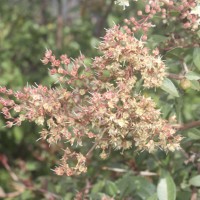 Lawsonia inermis L.