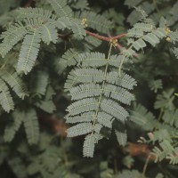 Vachellia farnesiana (L.) Wight & Arn.