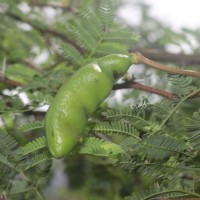 Vachellia farnesiana (L.) Wight & Arn.